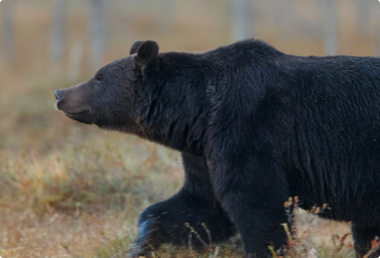 Очередное мероприятие