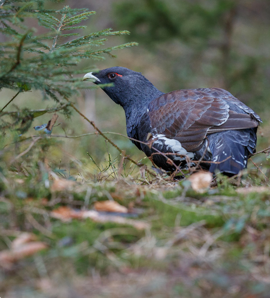 Привет, мир!